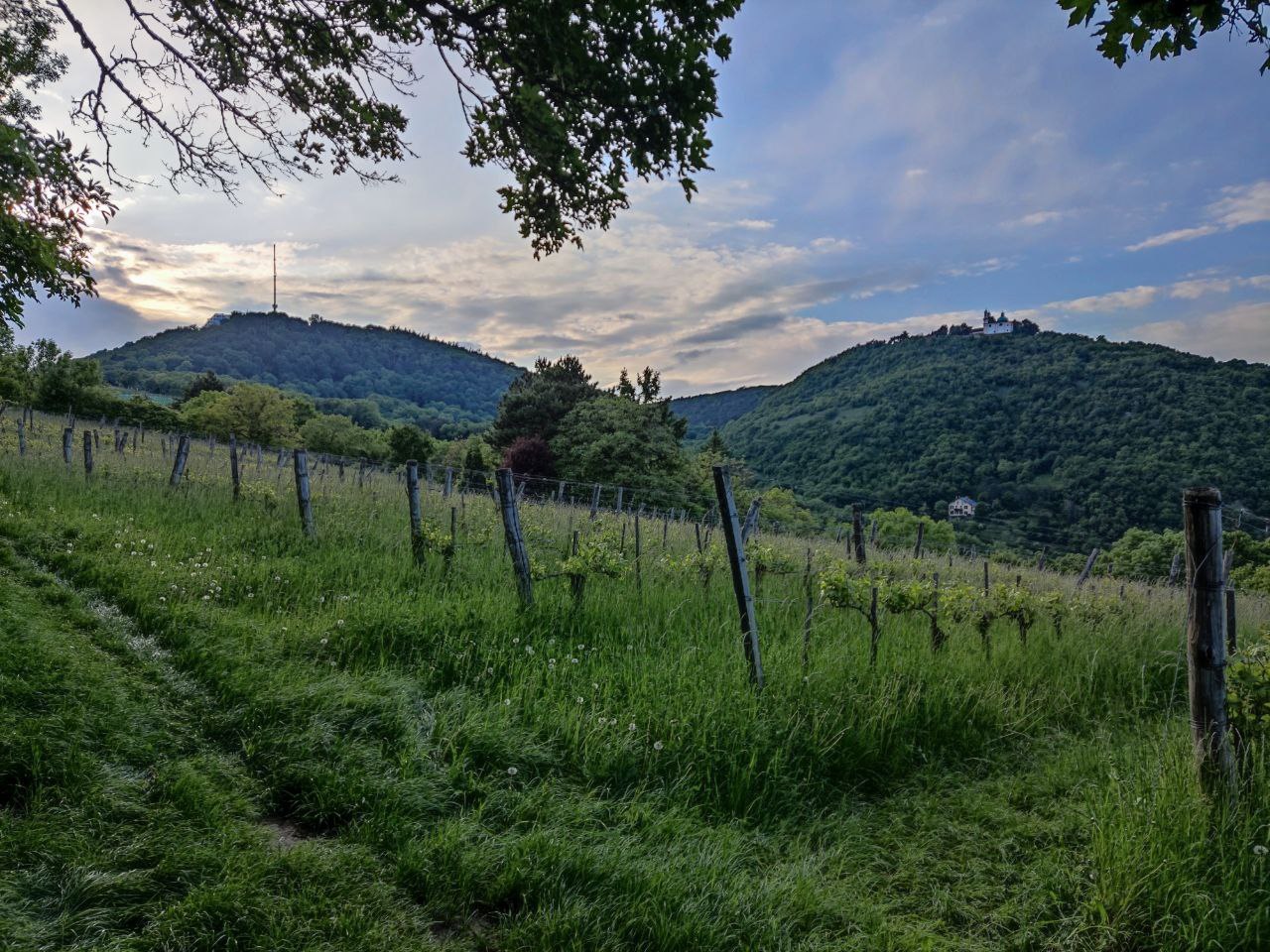 Kahlenberg